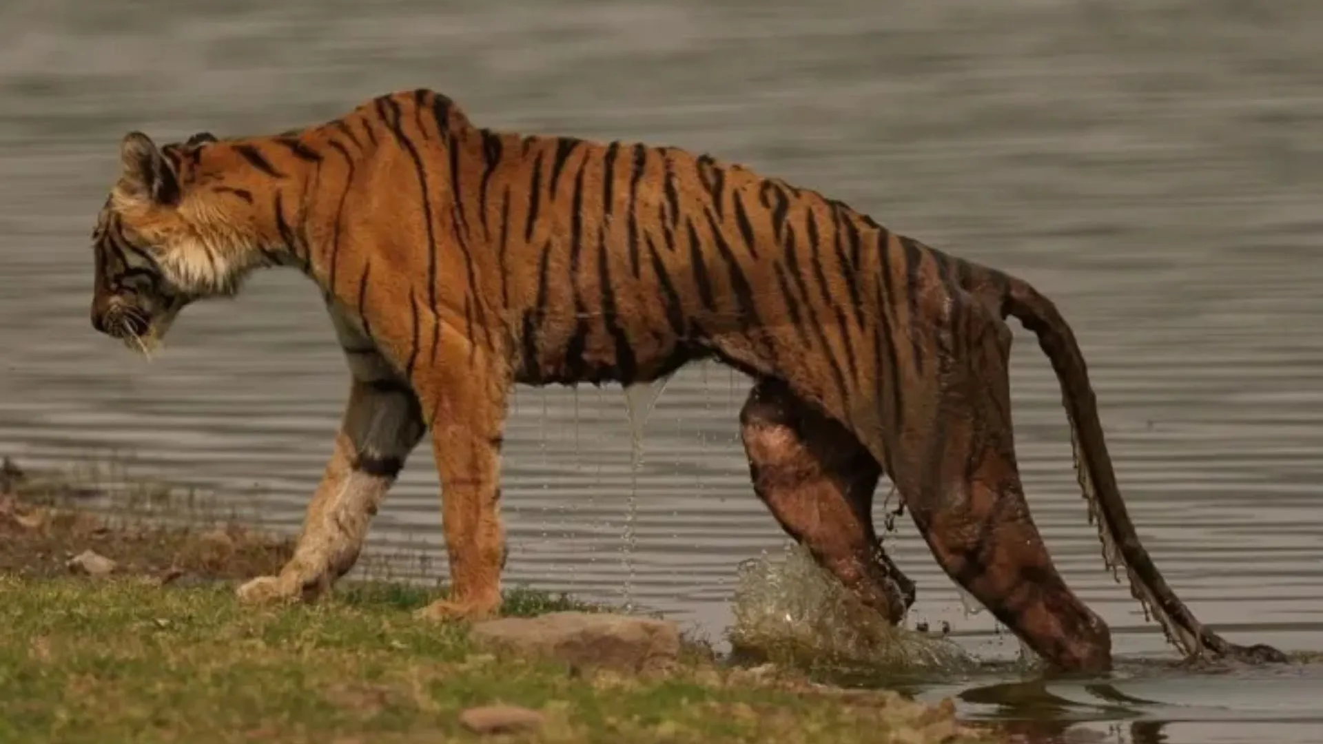 Ranthambore’s Beloved Tigress Arrowhead Dies at 14 | Watch Her Final Walk