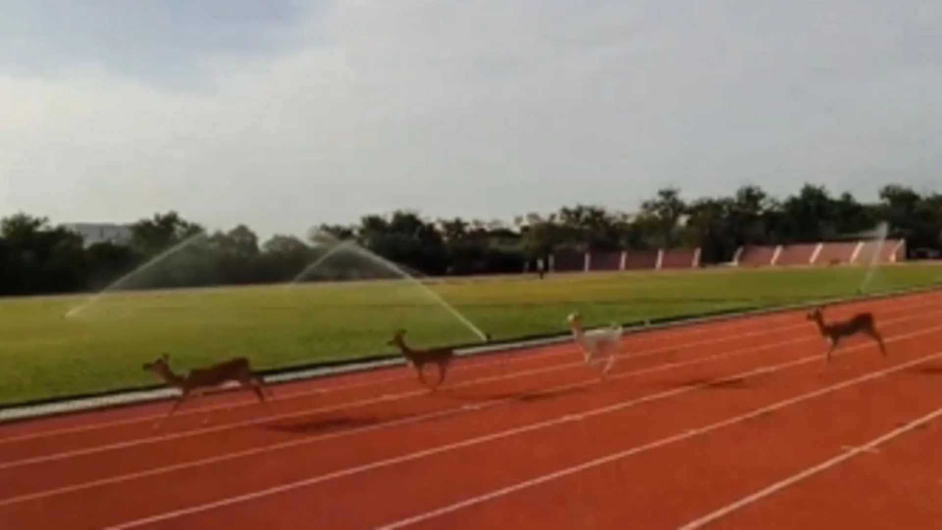 Blackbucks Race Across IIT Madras Track in Rare Clip | WATCH