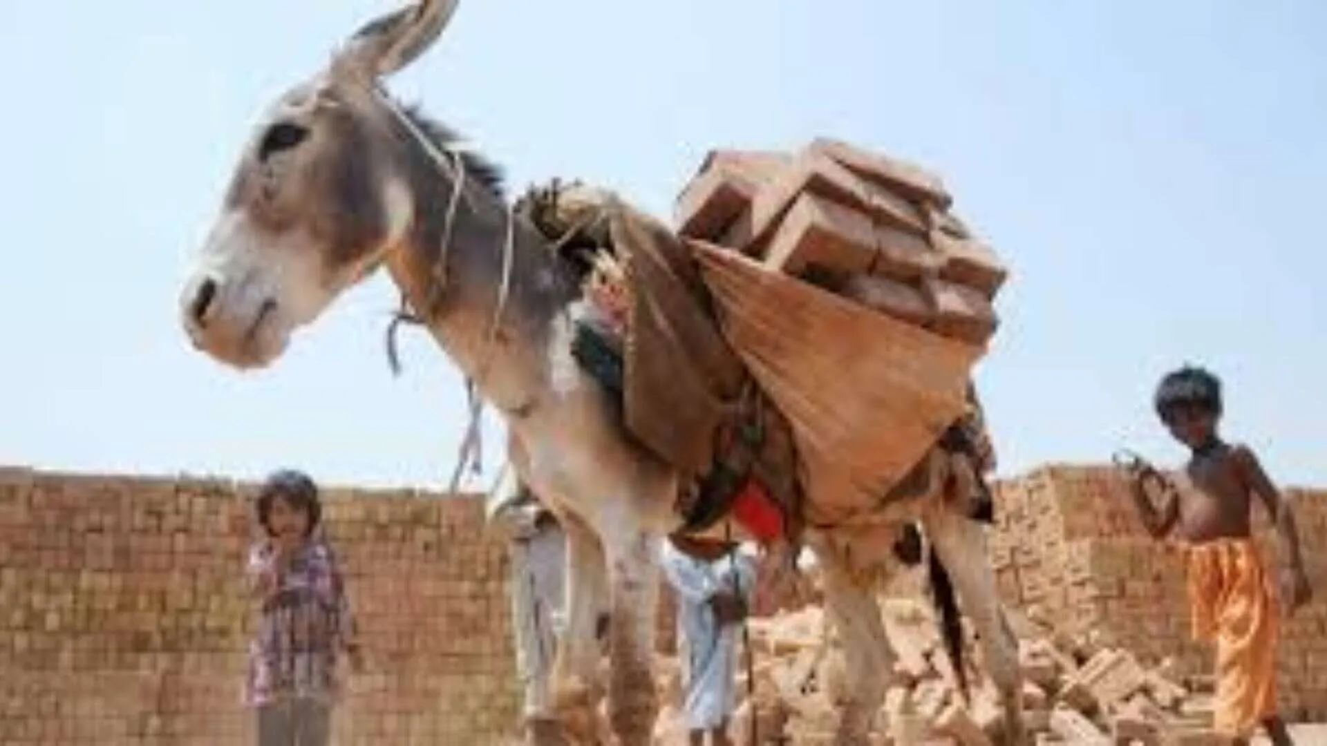Ejiao Craze: China Demands for Donkeys from Pakistan