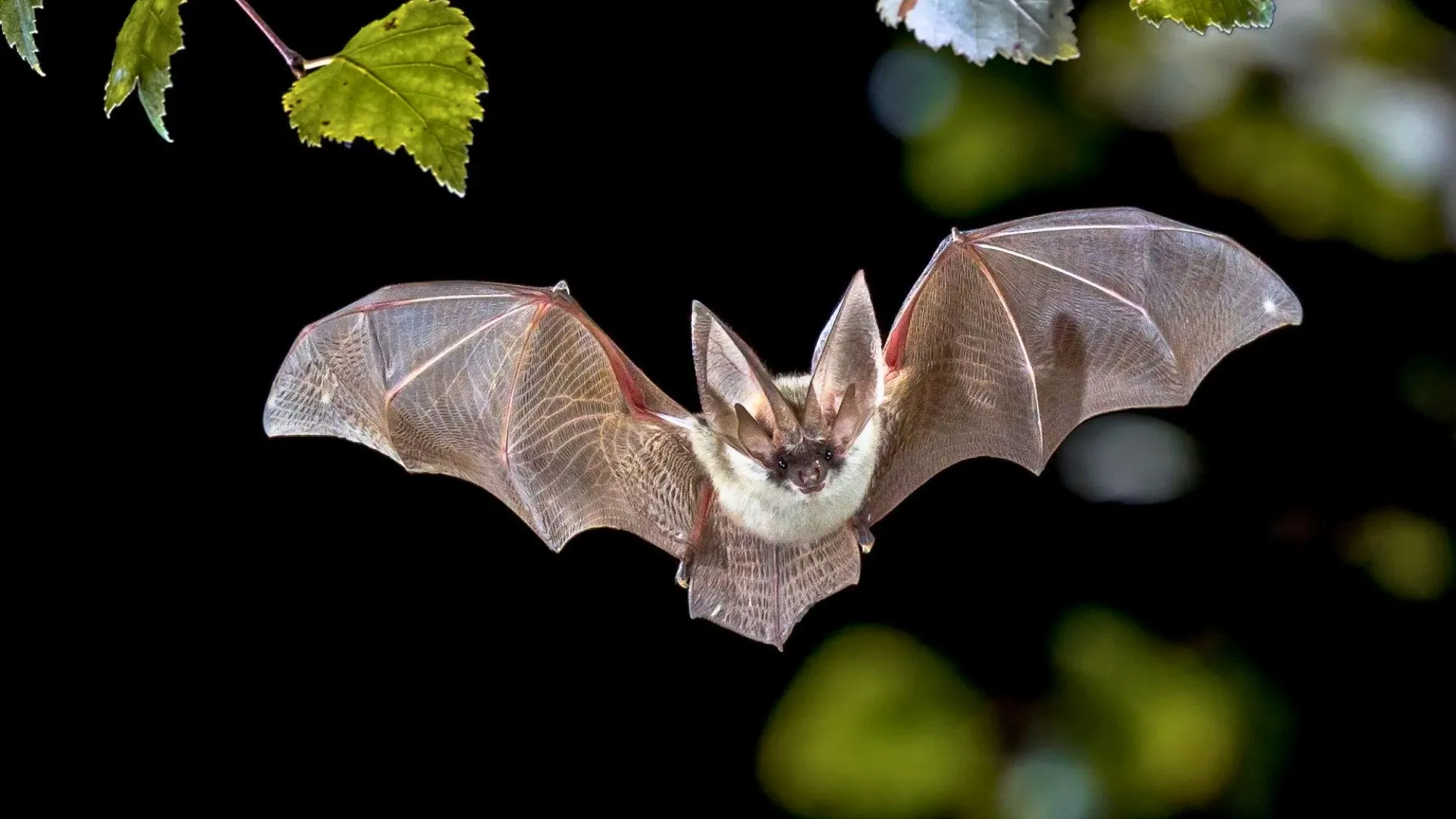 China Detects New Bat Viruses, Two Pose High Outbreak Risk