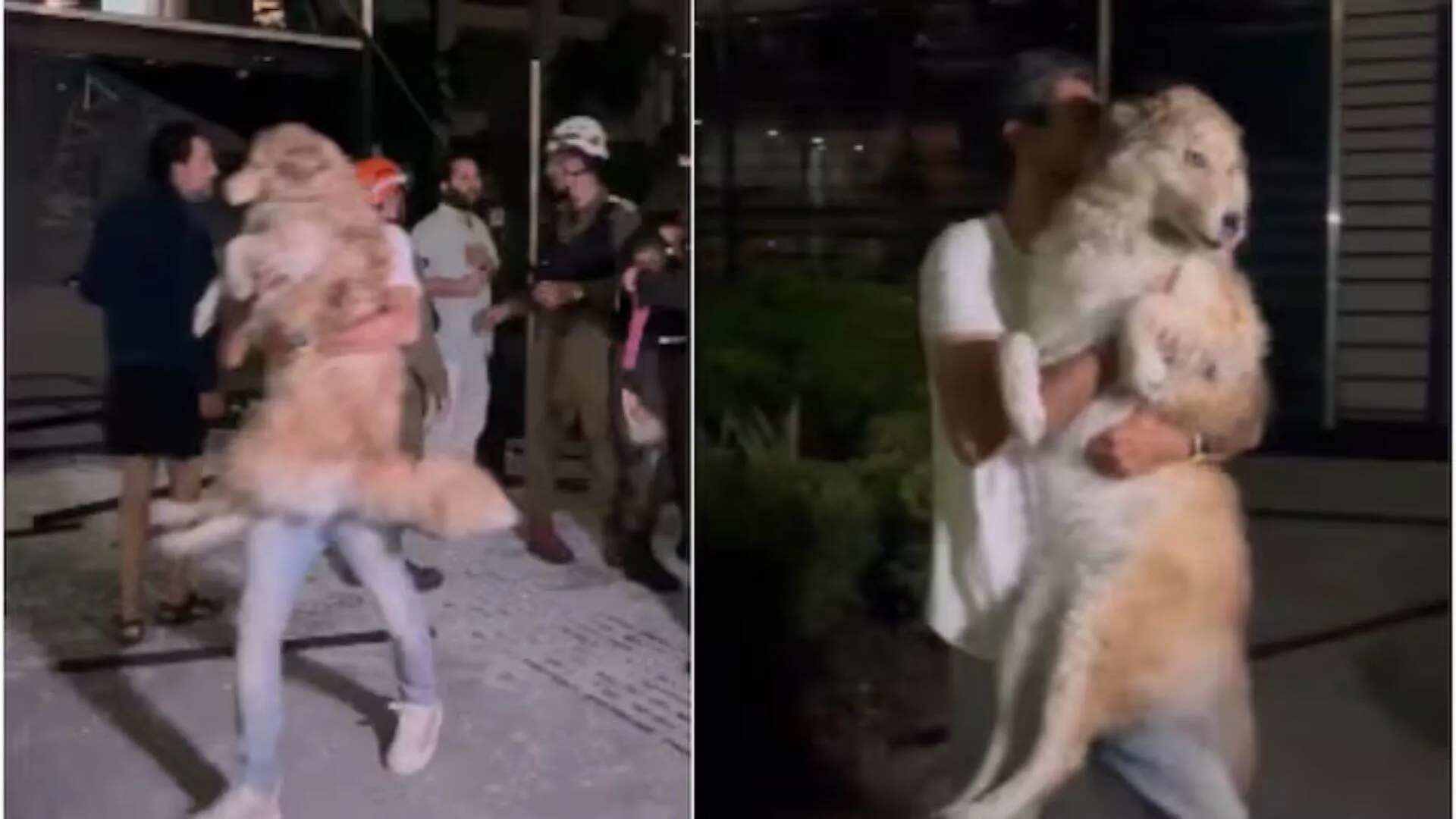 Dog Rescued from Tel Aviv Building After Iran Missile Strike | VIDEO