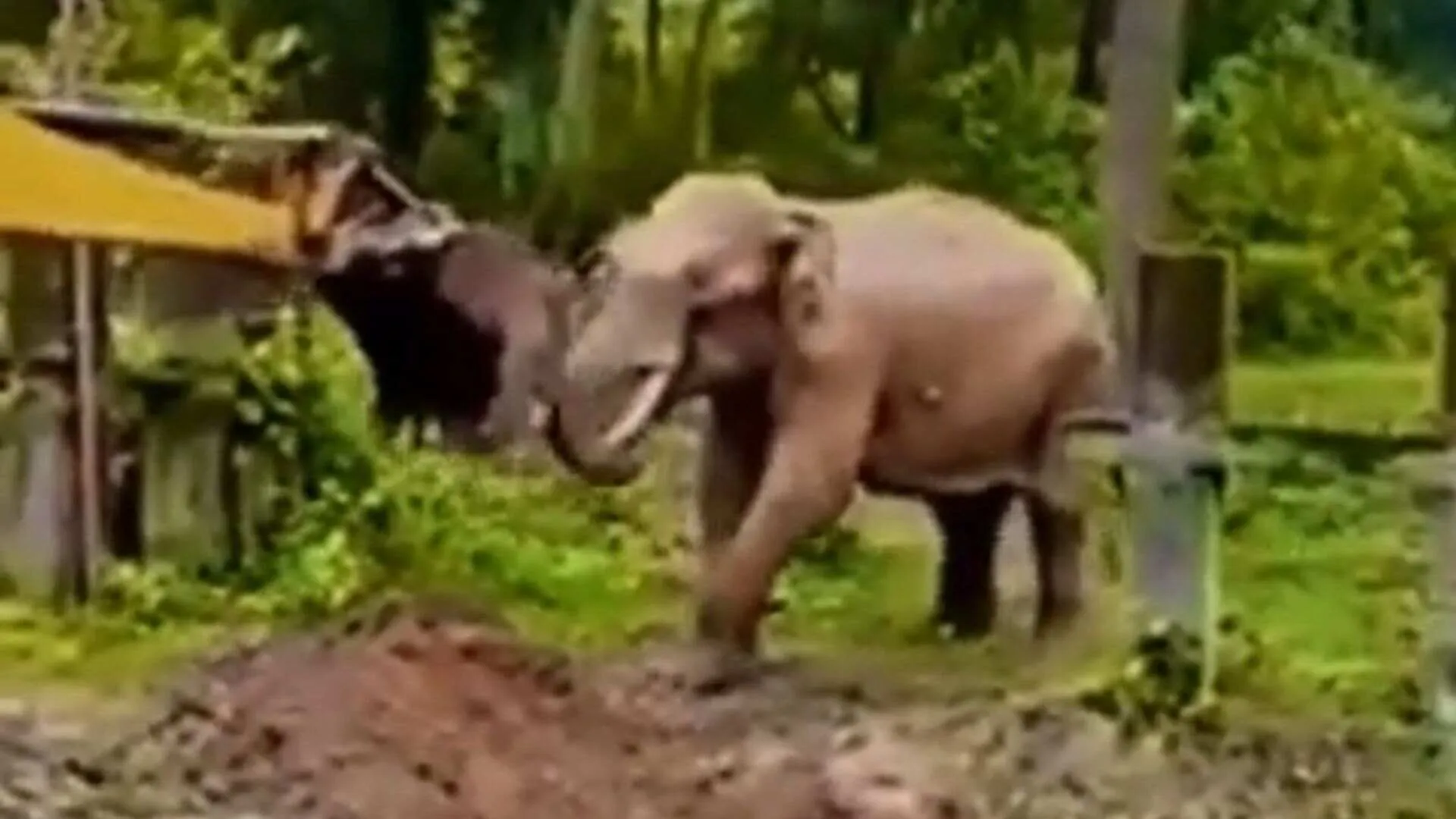 Baby Elephant Touches JCB After Rescue in Forest Pit | WATCH