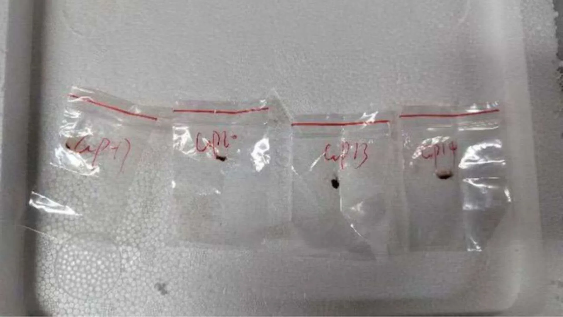 ‘Worse Than Covid’: Expert Warns of Toxic Fungus Smuggled From China