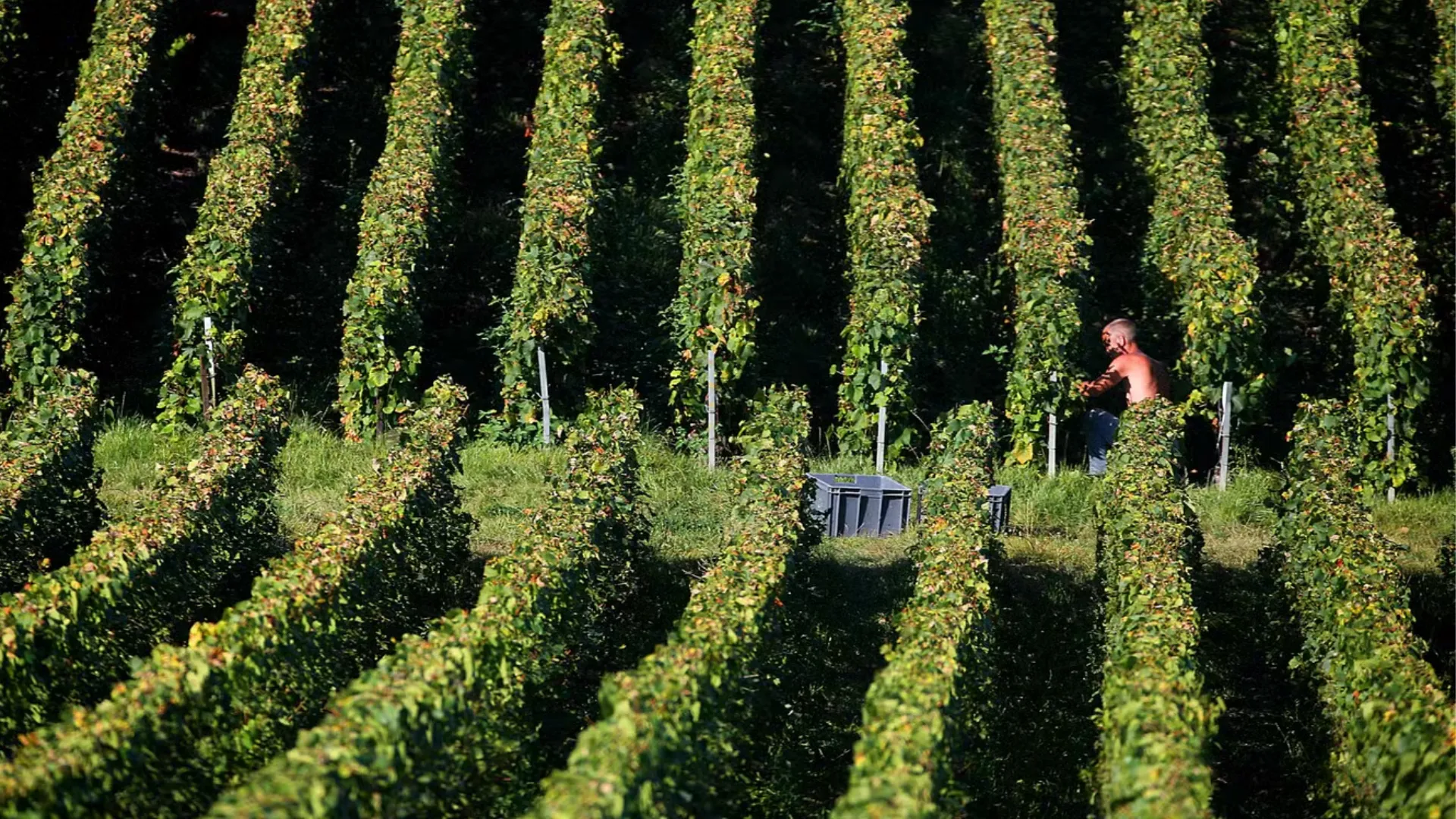 France Human Trafficking Trial Uncovers Abuse of Migrant Workers in Champagne Industry