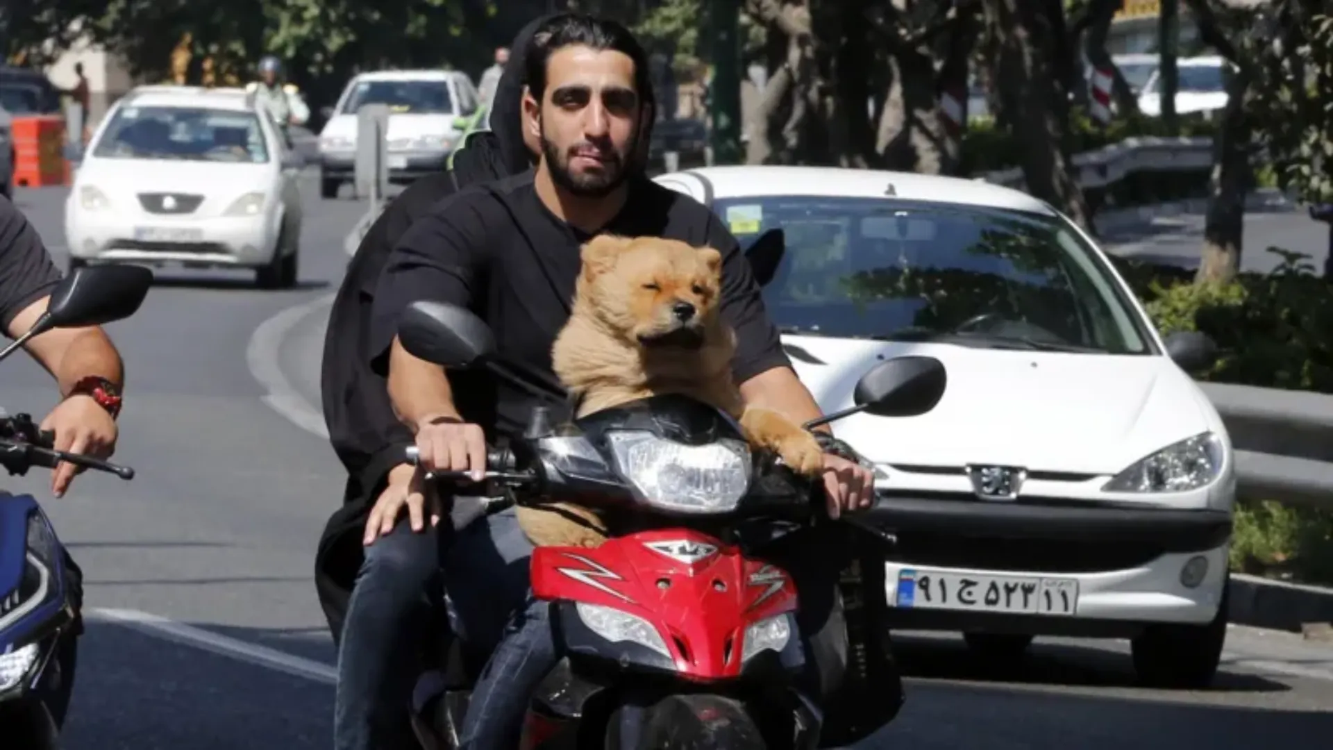 Iran Expands Dog Walking Ban to 18 Cities Amid Rising Youth Defiance