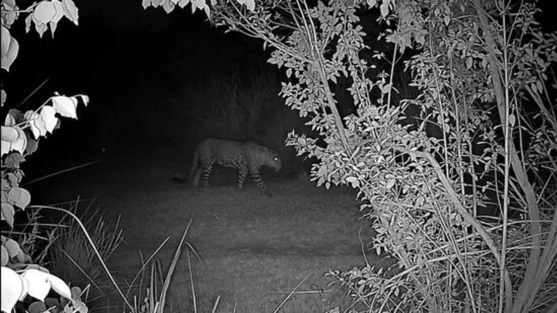 Leopard Caught on Camera in North Delhi, Sparks Panic