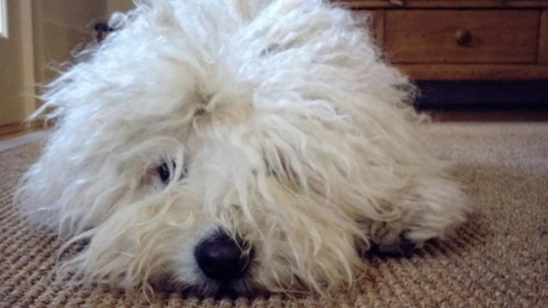 Mark Zuckerberg Says Goodbye to his Dog ‘Beast’