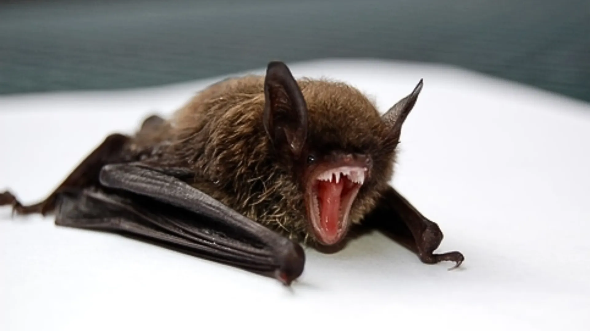 Scientists Discover Brain-Inflaming Bat Viruses in China, Sound Urgent Warning