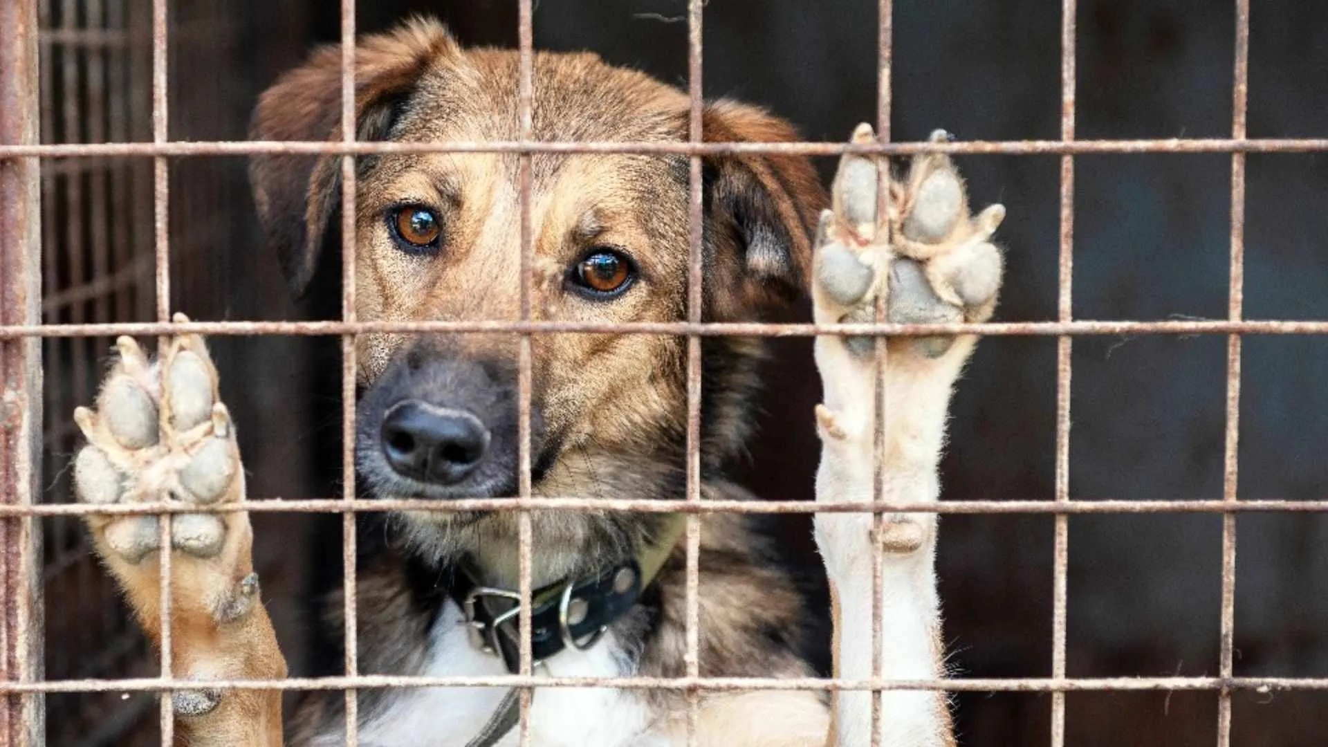 South Korea Bans Dog Meat, Puts Farmers and 500K Dogs in Limbo