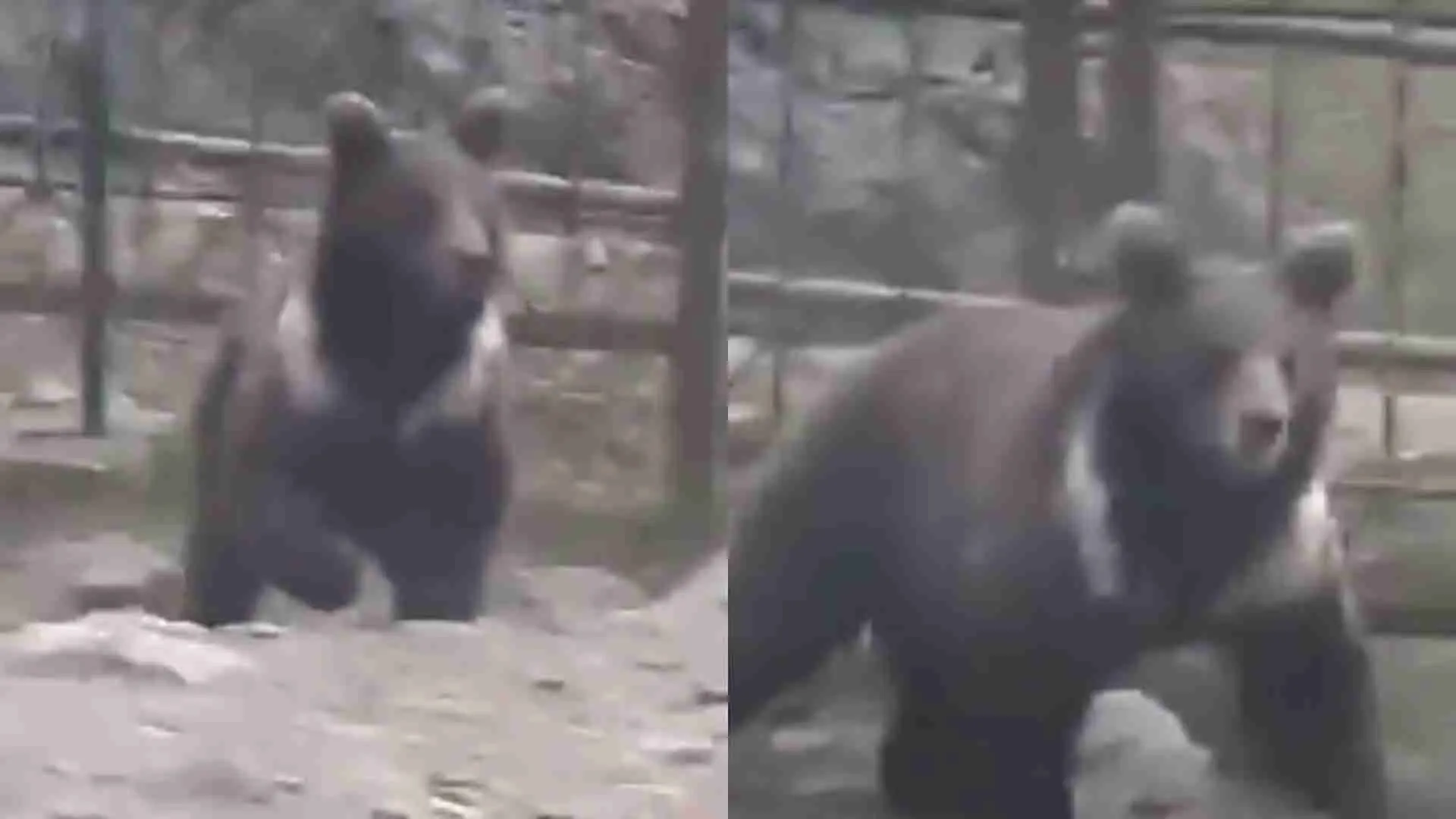 Tourists Panic As Wild Bear Enters Sonamarg Resort | VIDEO
