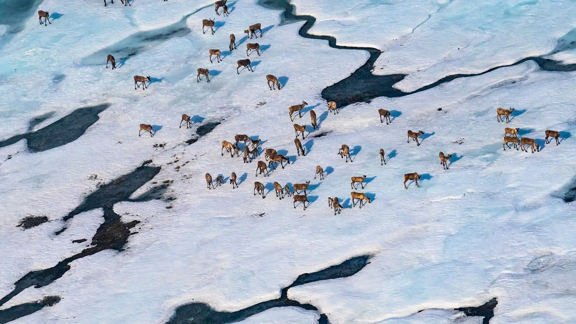 Trump Adm Unveils Plan to Expand Drilling Across Alaska’s Protected Lands