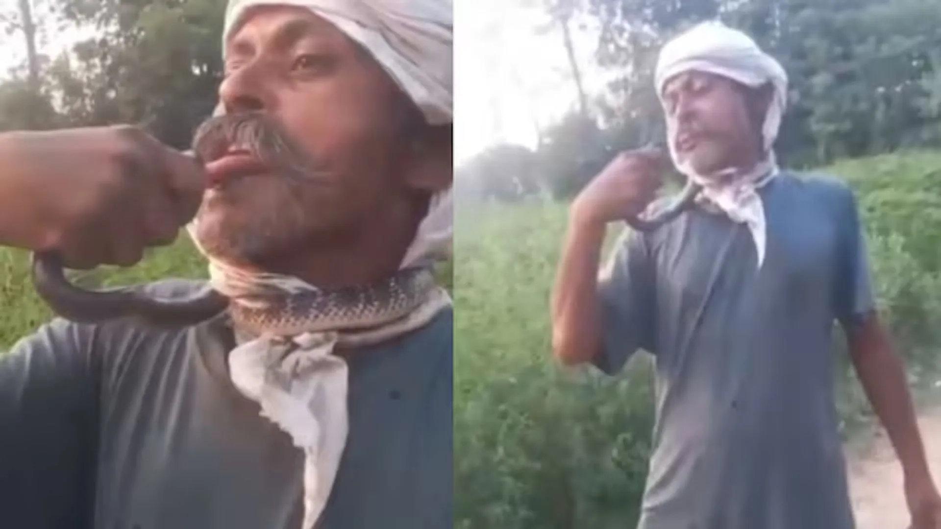 UP Man Hospitalised After Kissing Venomous Snake | WATCH