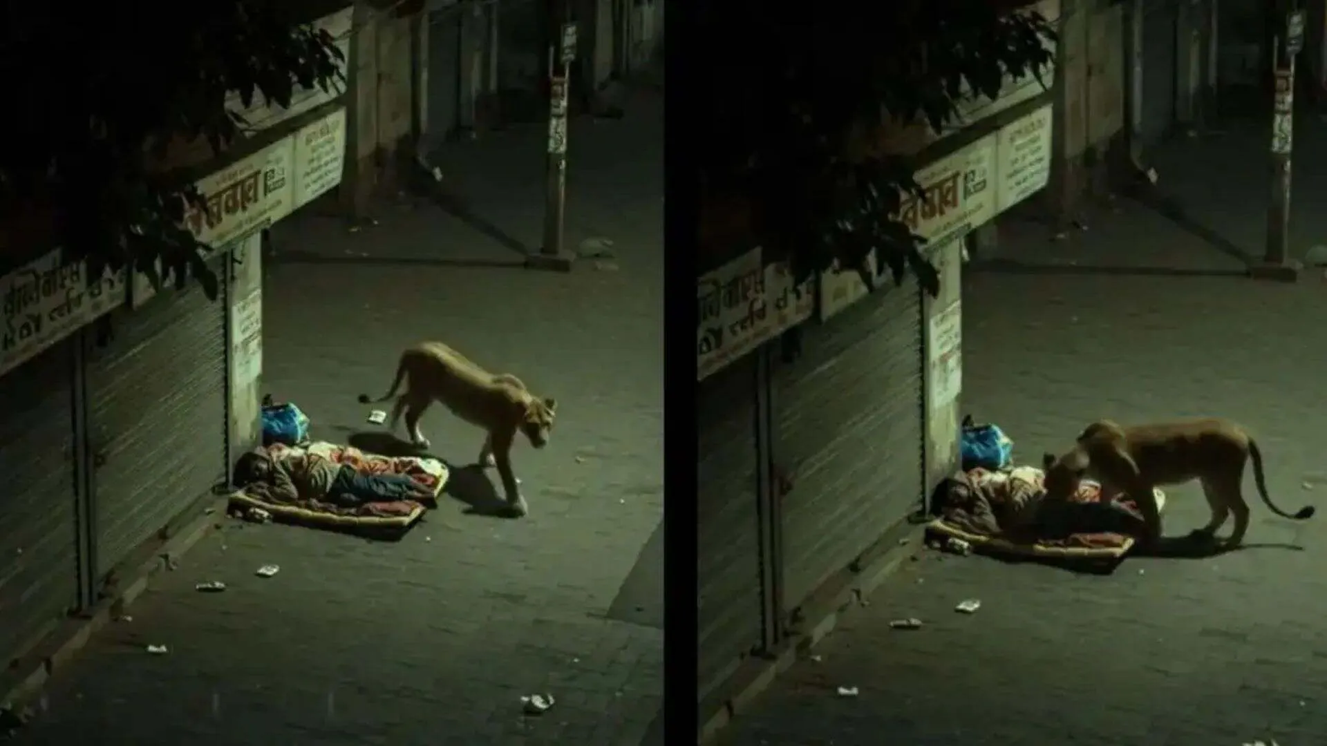 7 Million Views but Fake: IFS Reveals Viral Lion Video is AI-Generated