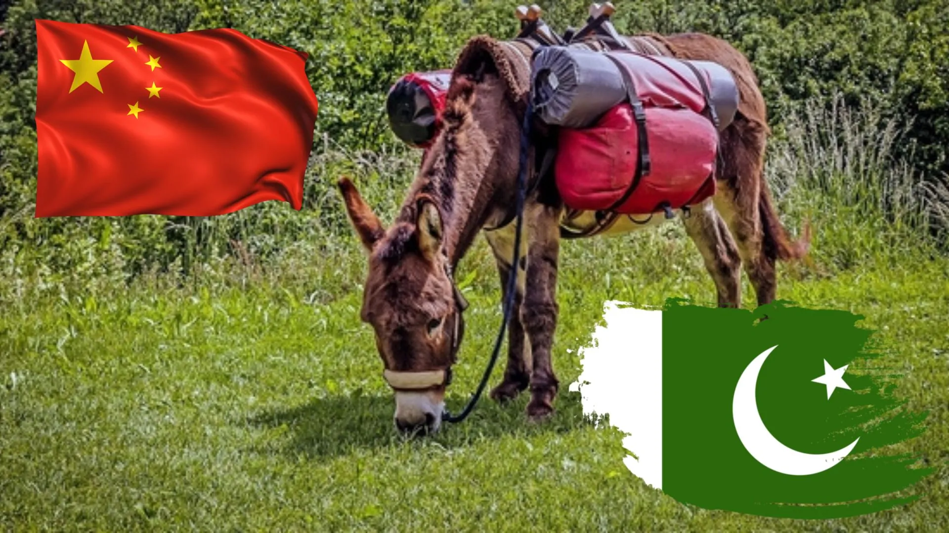 Why China’s Obsession With Pakistan’s Donkeys Is Hurting the Poor