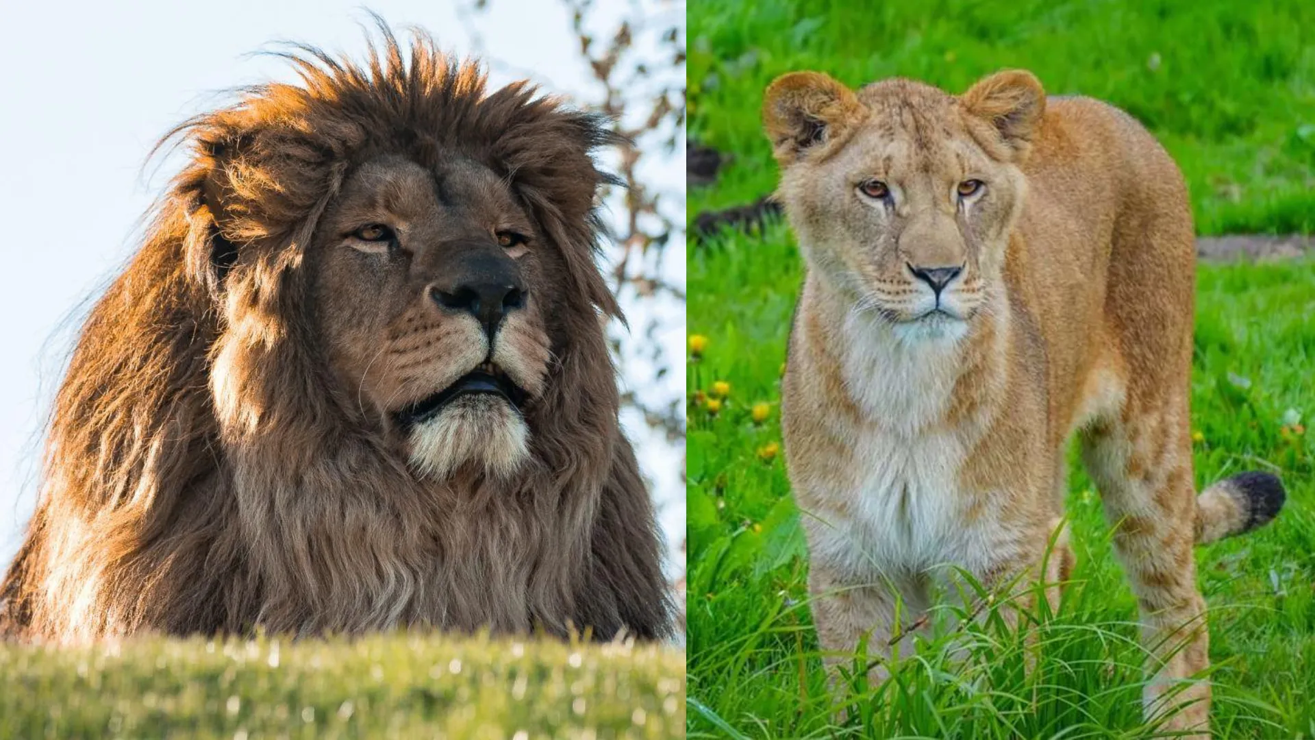 Wildlife Park Appeals for Donations to Save Ukraine Lions from Captivity