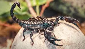 Scorpion Venom Shows Promise in Breast Cancer Treatment, Say Scientists