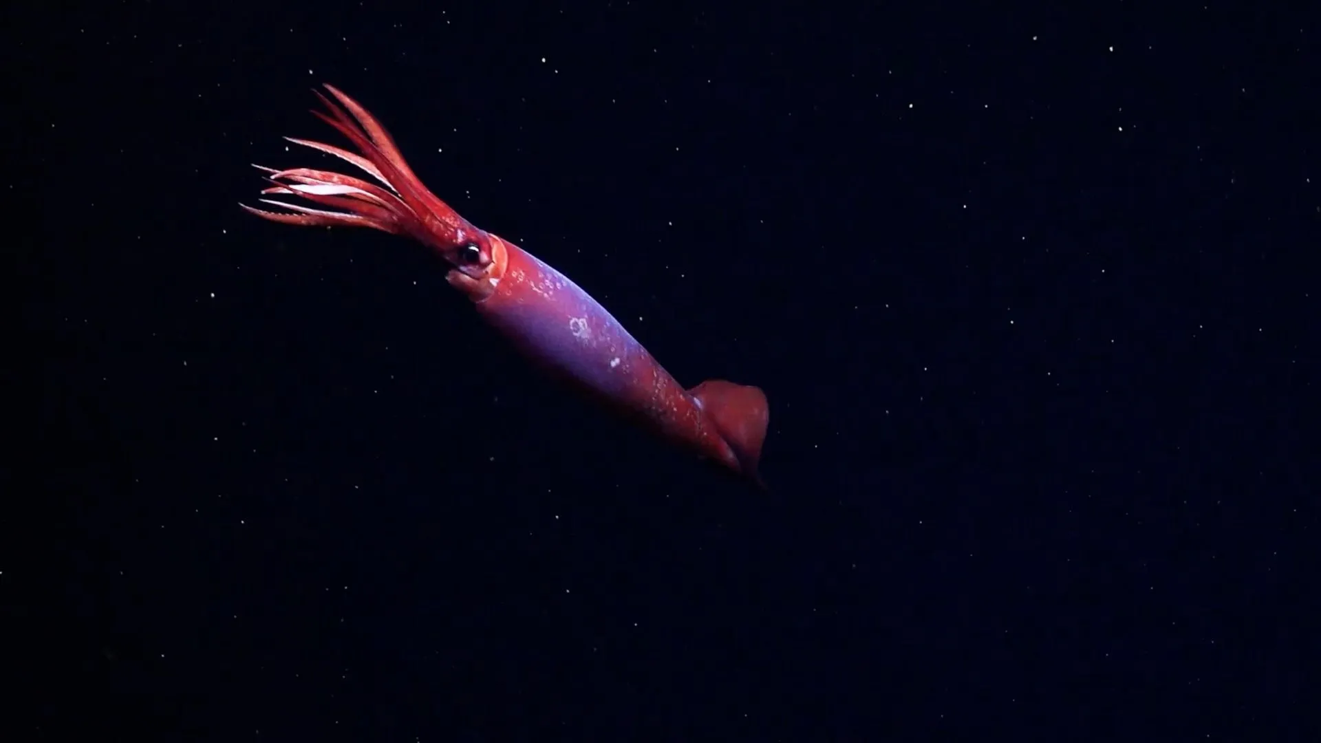 First-Ever Deep-Sea Sighting: Rare Antarctic Squid Filmed in Ocean Depths