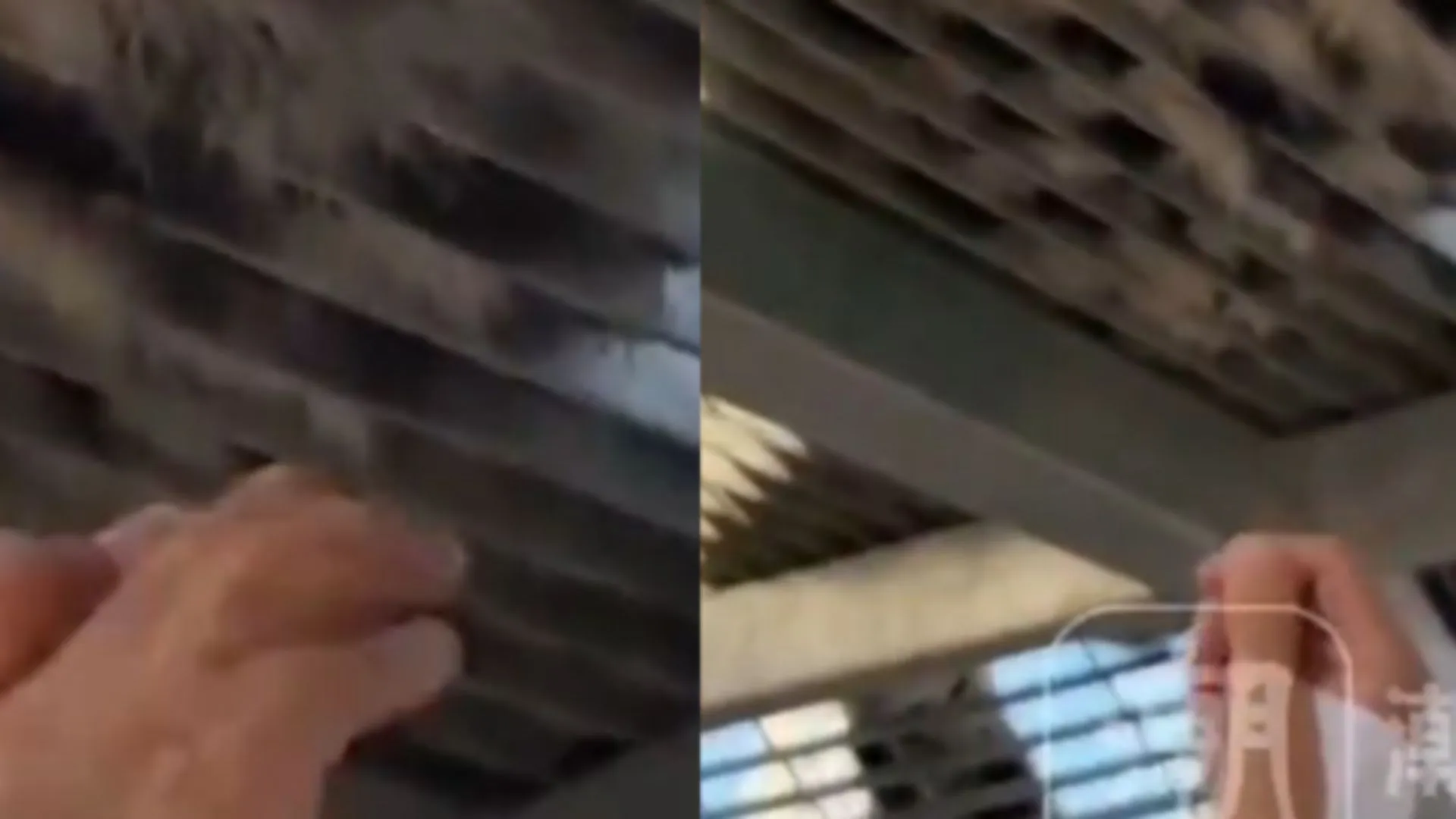 ‘Let’s Pluck More’: Outrage as Chinese Zoo Visitors Pull Hair from Sleeping Tiger