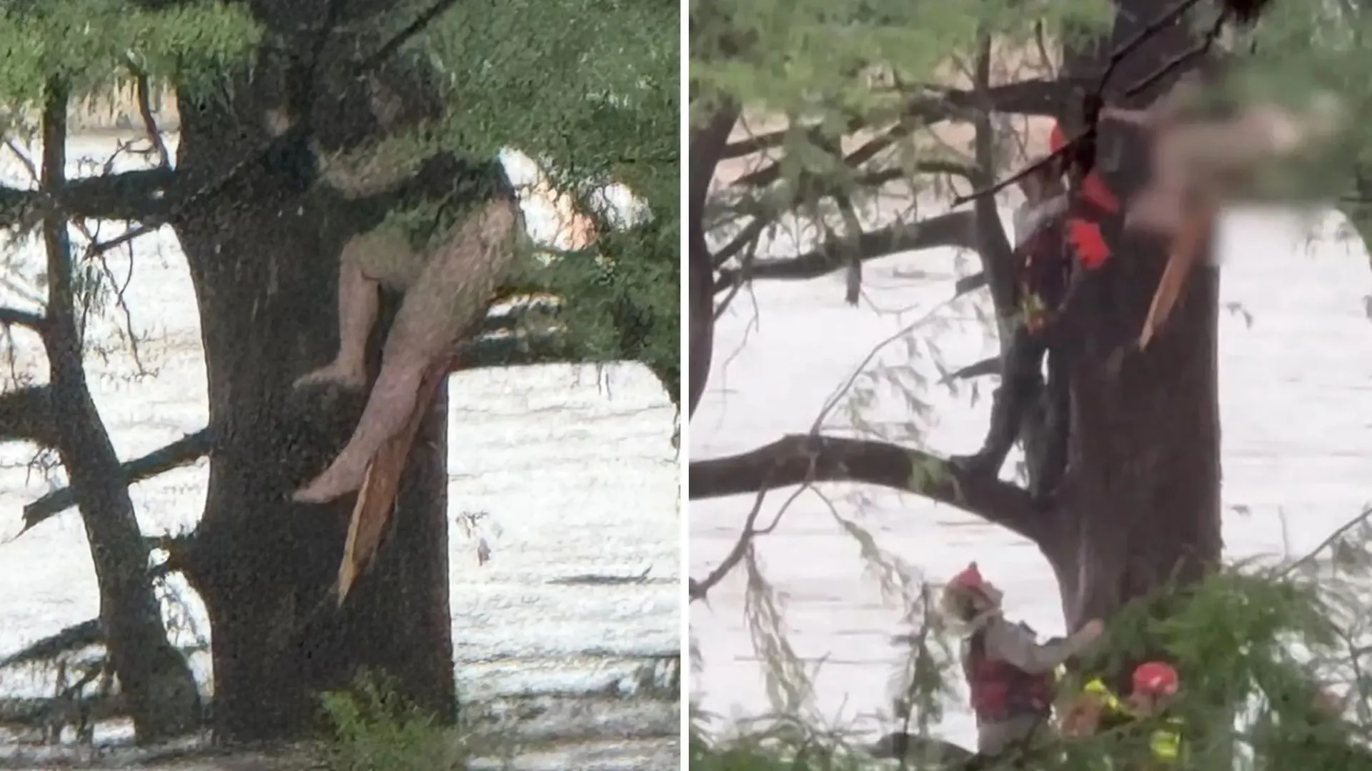 Texas Floods: 22-Year-Old Woman Swept 20 Miles, Clings to Tree for Hours Before Rescue