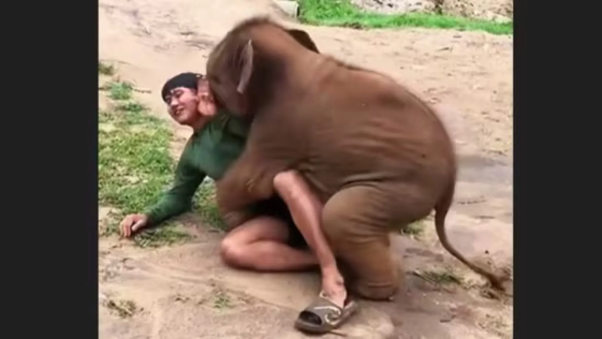 Baby Elephant Playfully Wrestles Caretaker in Viral Video | WATCH