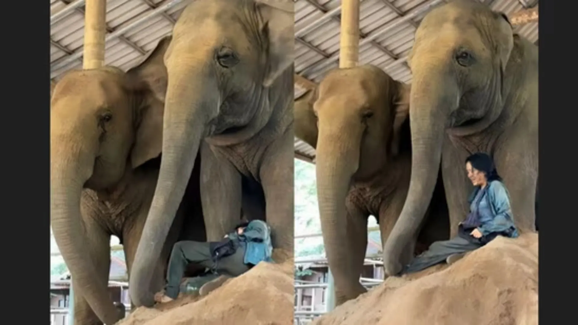 Elephants Join Caretaker’s Song in Heartwarming Clip | WATCH