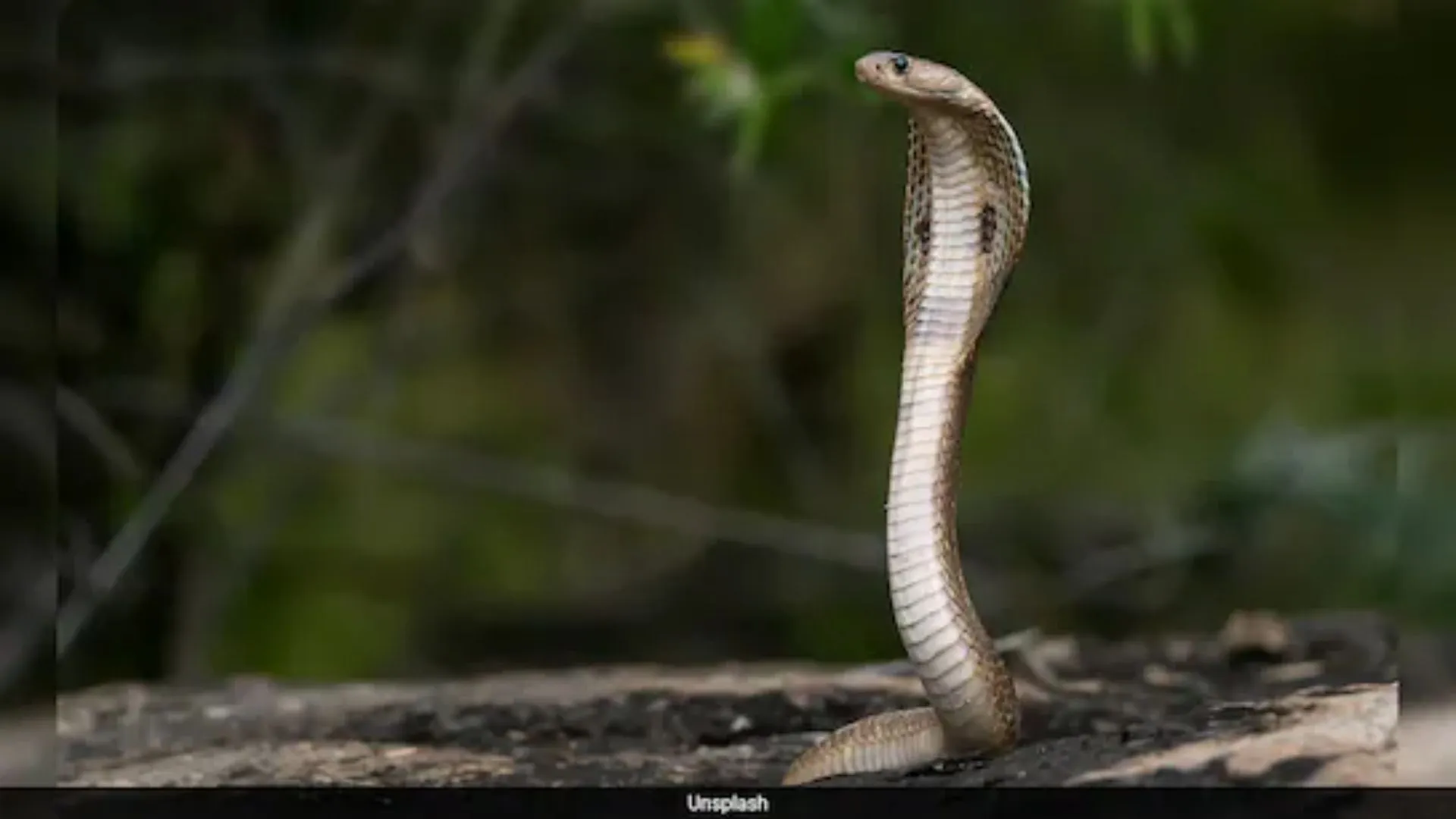 Kerala Forest Officer Calmly Handles 18-Foot King Cobra | WATCH