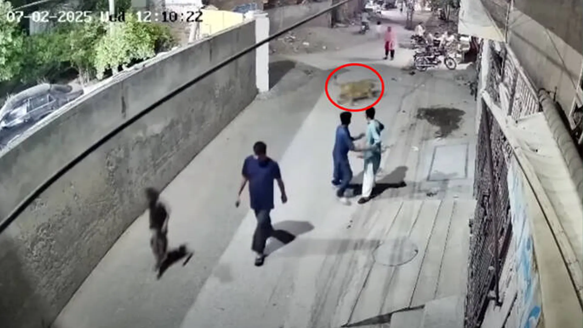 Lahore Shocked as Pet Lion Attacks Woman and Children on Busy Street