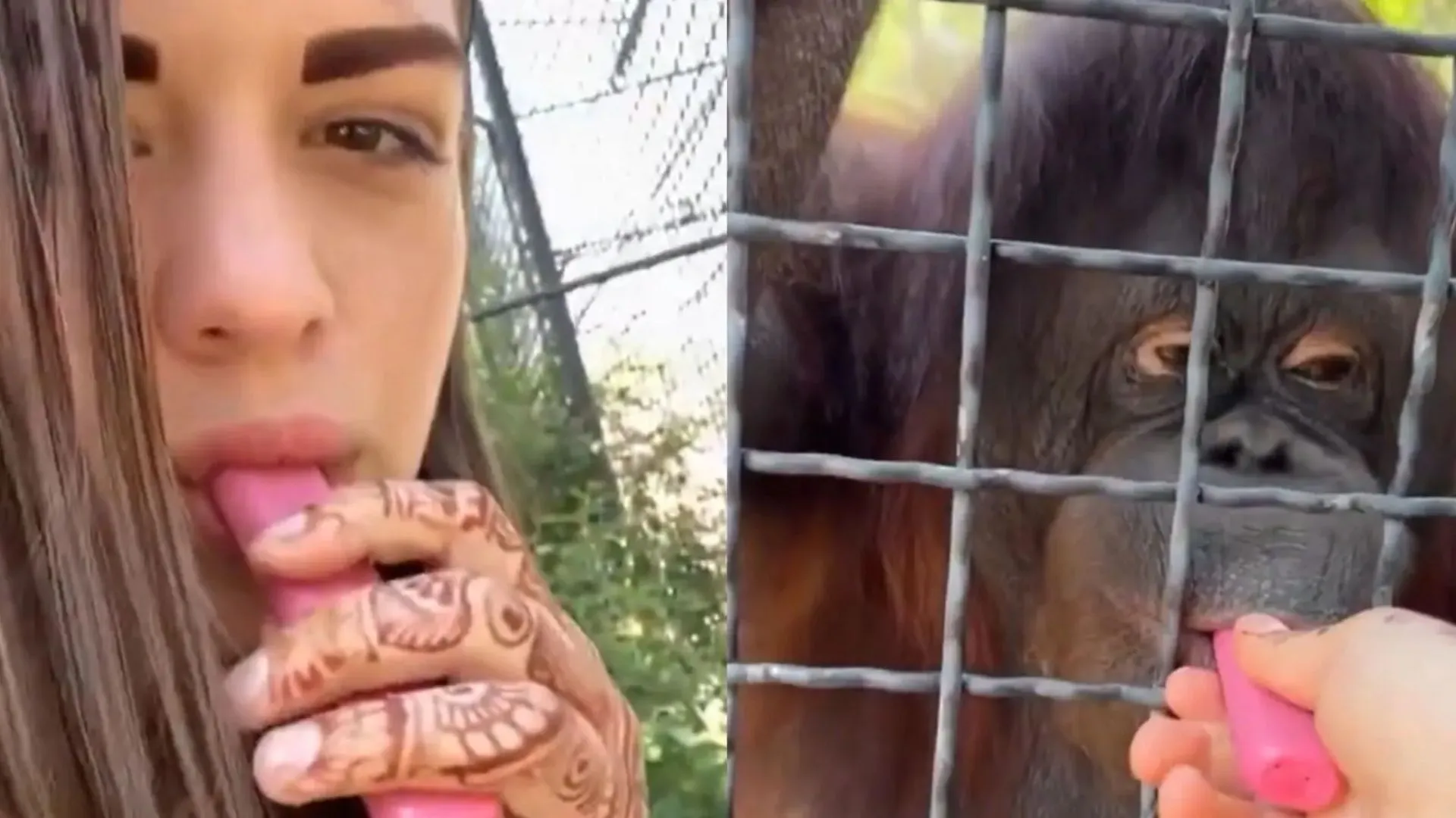 Russian Boxer Slammed for Giving Vape to Endangered Orangutan | WATCH
