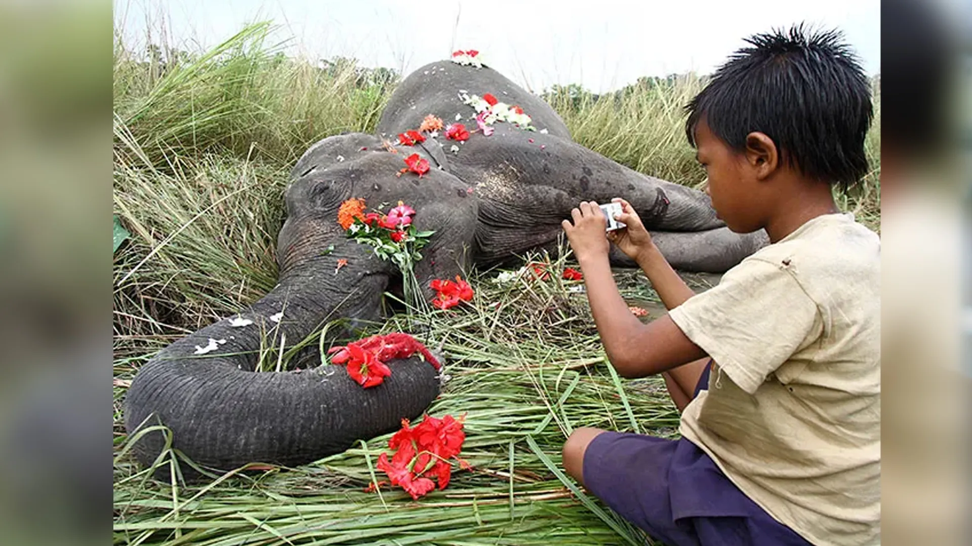 Vatsala, Asia’s Oldest Elephant, Dies at Over 100 in Madhya Pradesh’s Panna Tiger Reserve