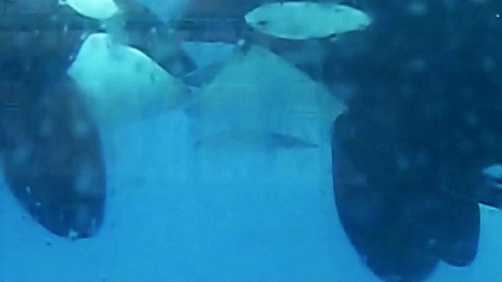 Wild Orcas Spotted ‘French Kissing’ in Norway Waters | WATCH